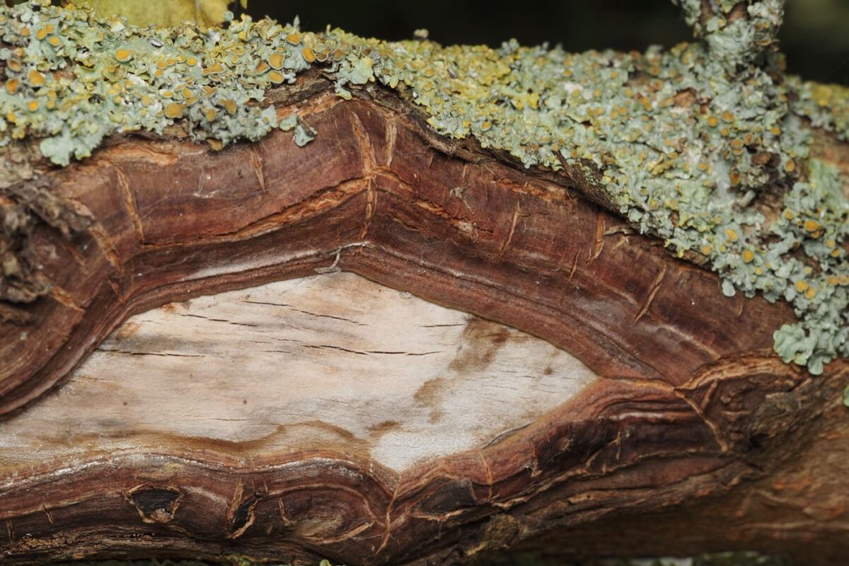 Arroser les plantes d'intérieur selon saison et substrat