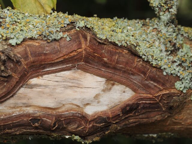 Arroser les plantes d&rsquo;intérieur selon saison et substrat