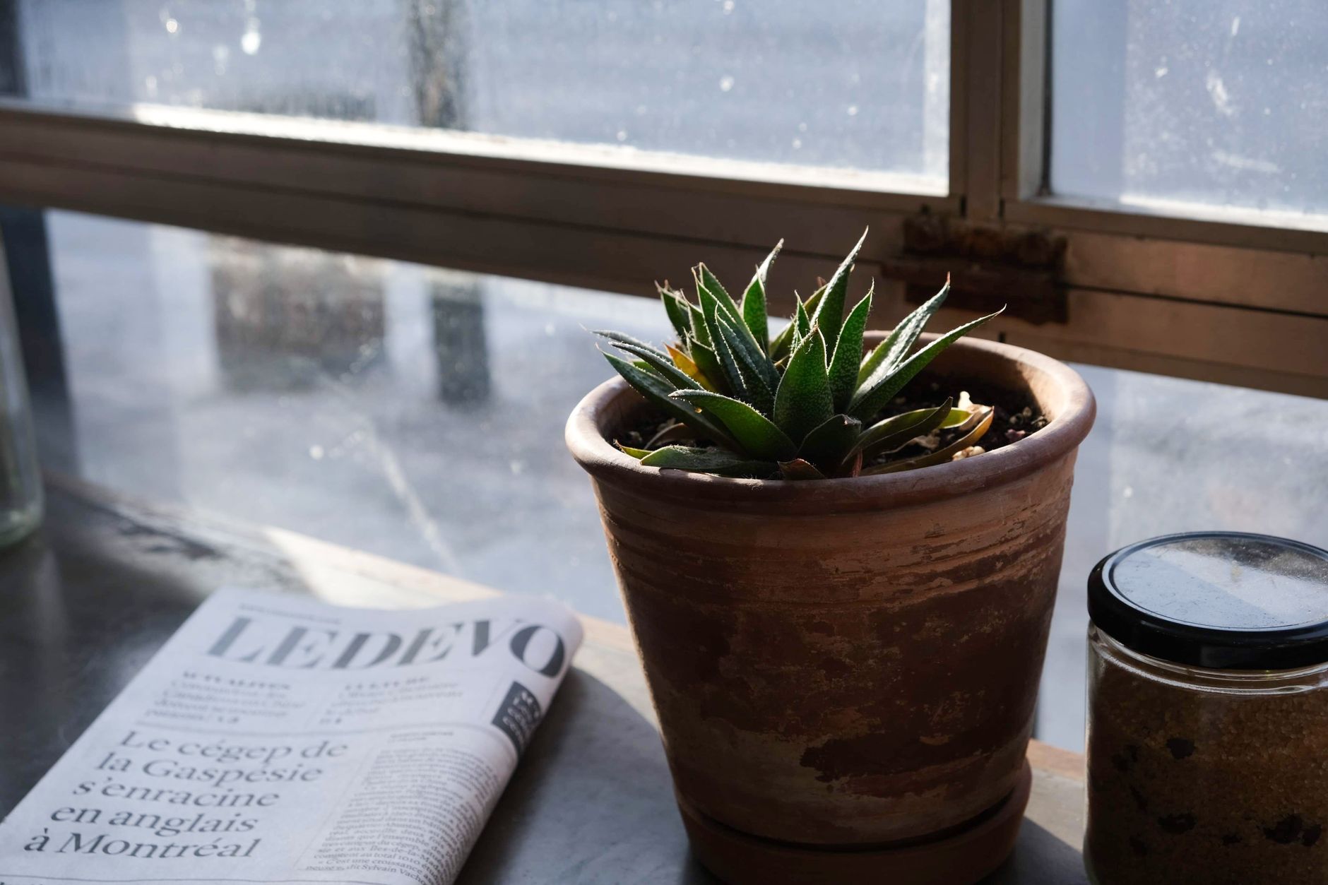 Comment arroser vos plantes efficacement ?