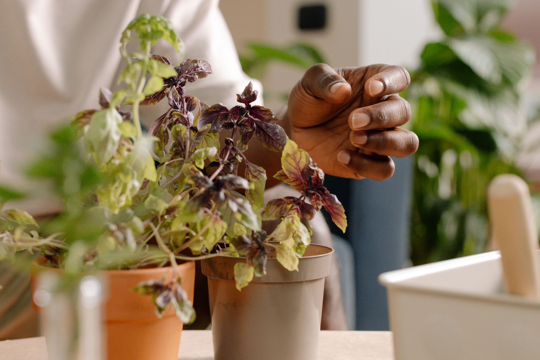 Multiplier vos plantes aromatiques gratuitement : le guide pratique