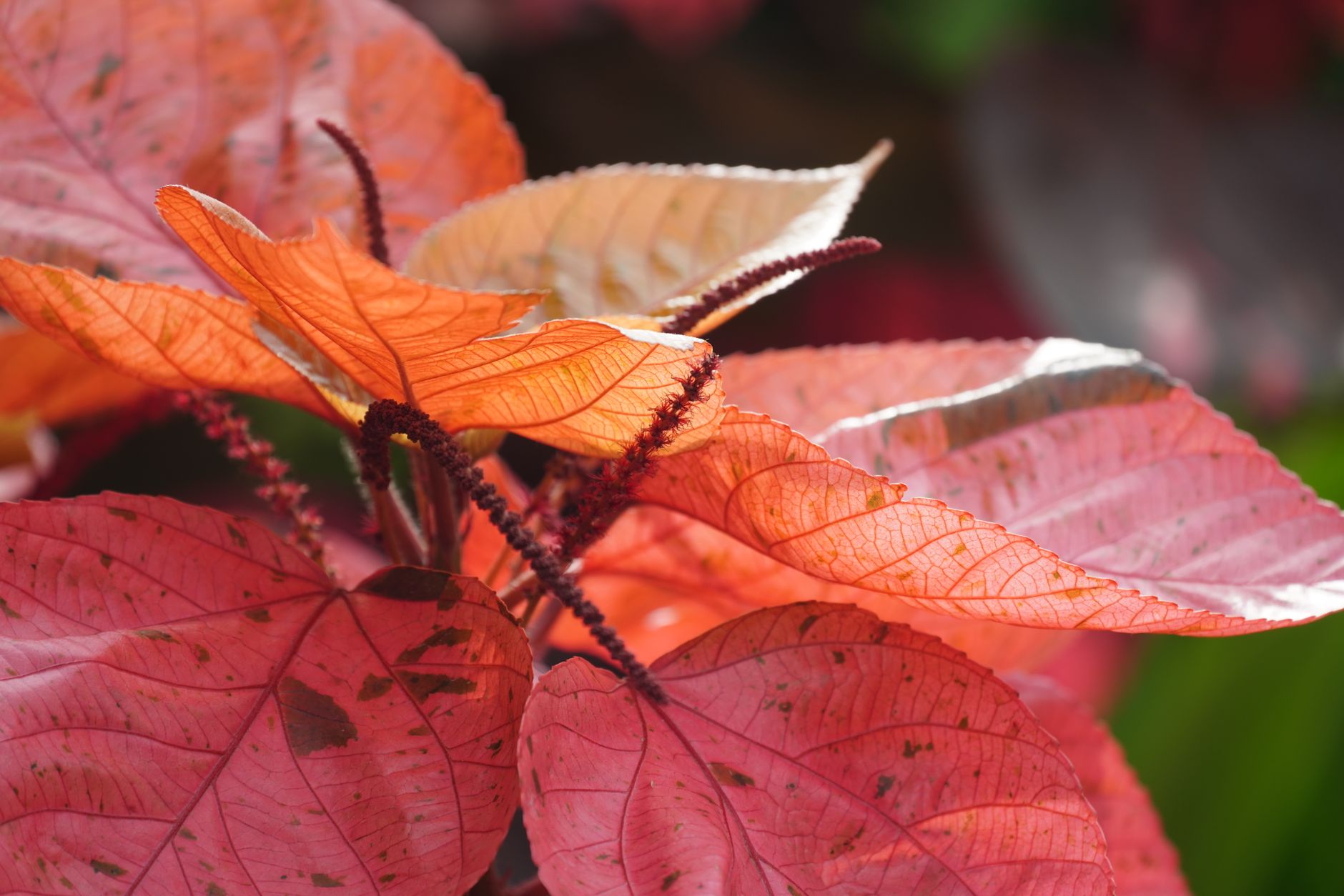L'Acalypha : La plante tropicale à adopter pour votre intérieur ou extérieur