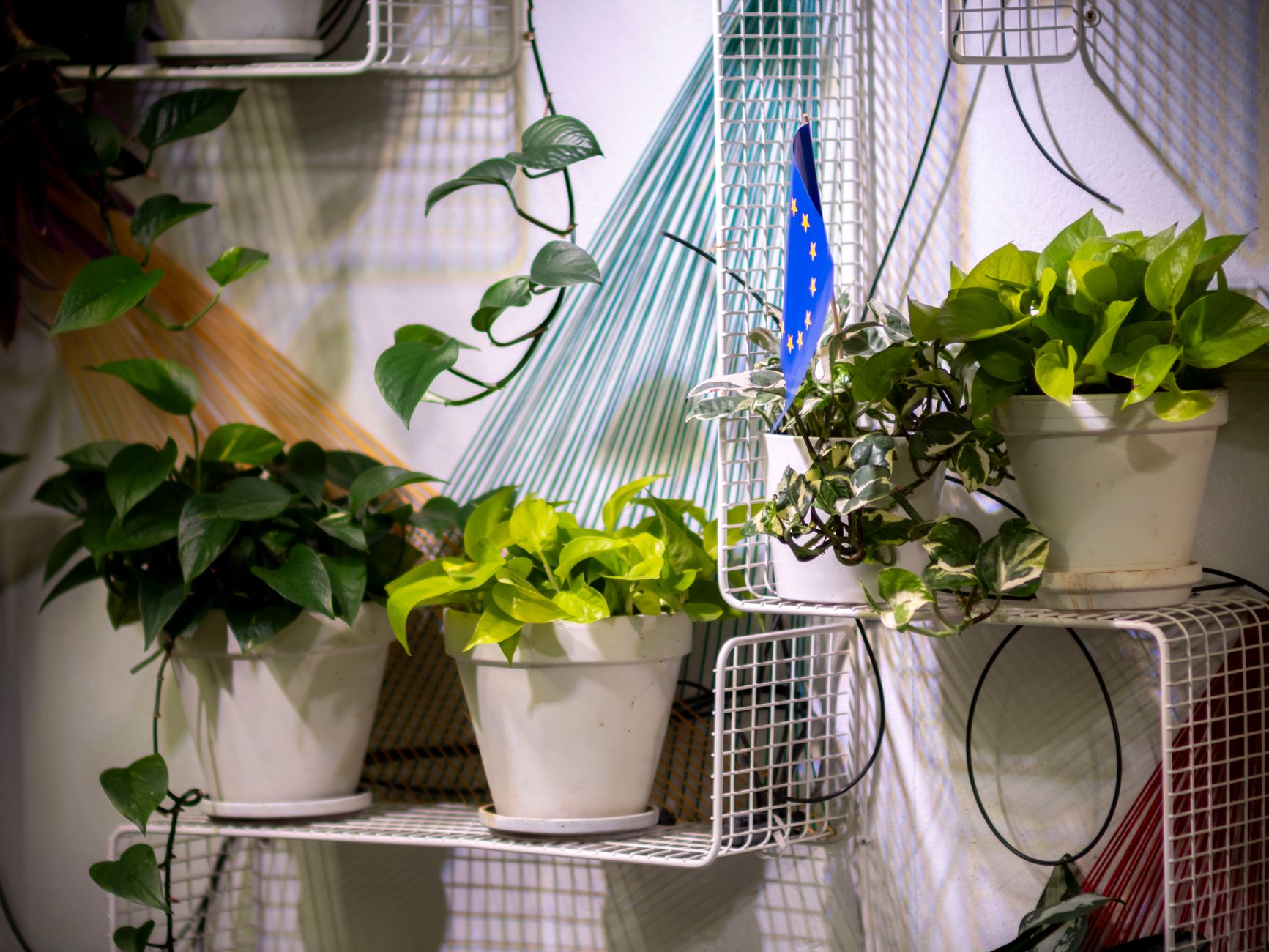 Plantes d'intérieur adaptées aux saisons