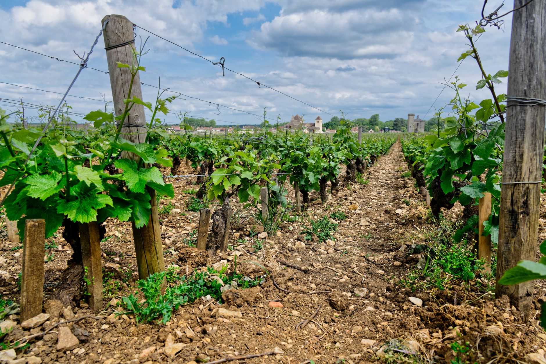 Guide pratique pour arroser vos plantes correctement