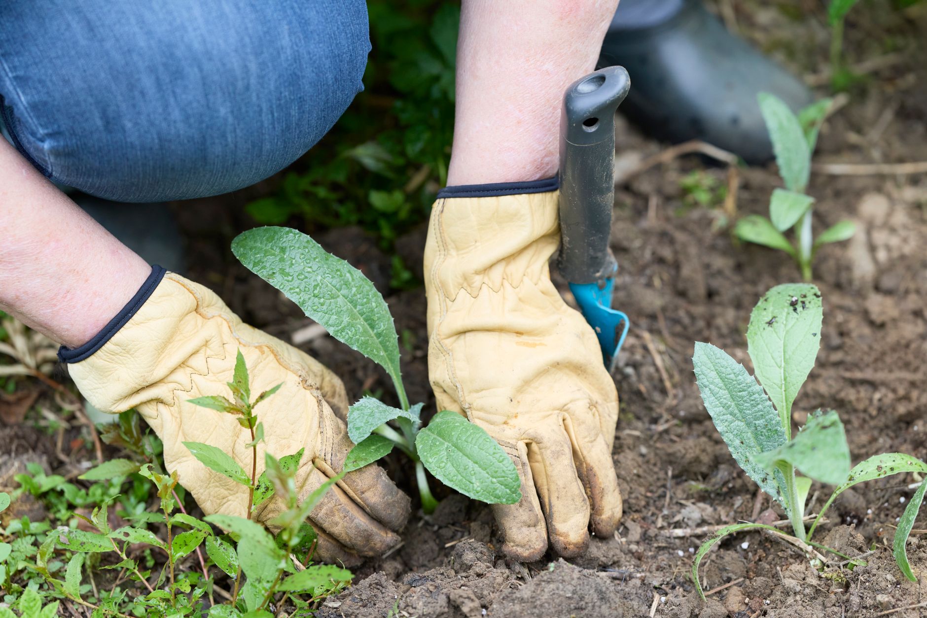 Comment protéger vos plantes sensibles du gel