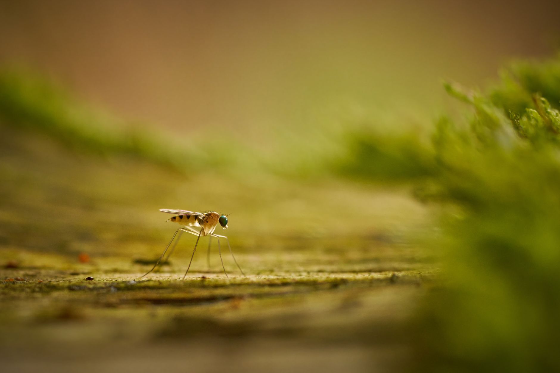 Comment se débarrasser des moustiques dans son jardin ?