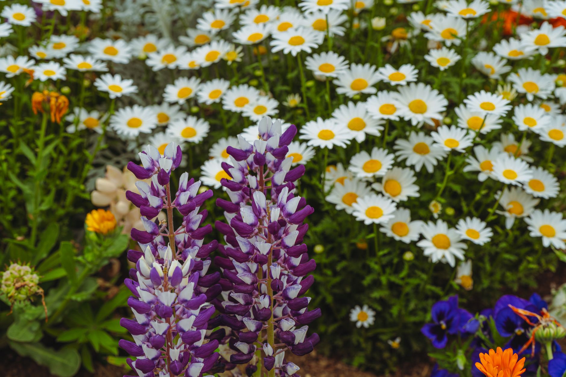 Comment réussir un semis fin août pour des fleurs dès le mois de mai ?