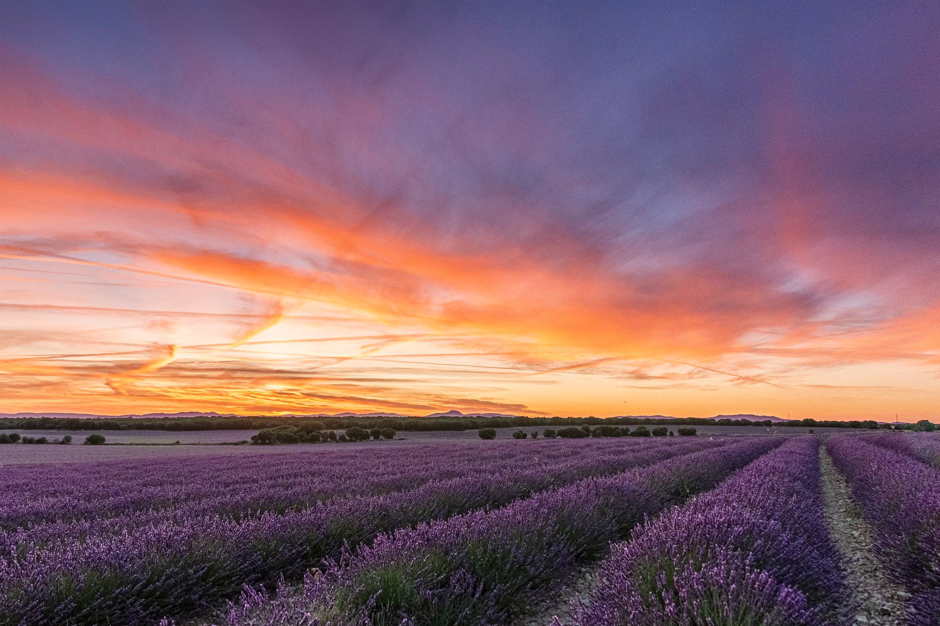 Réussir le bouturage de la lavande en fin d'été