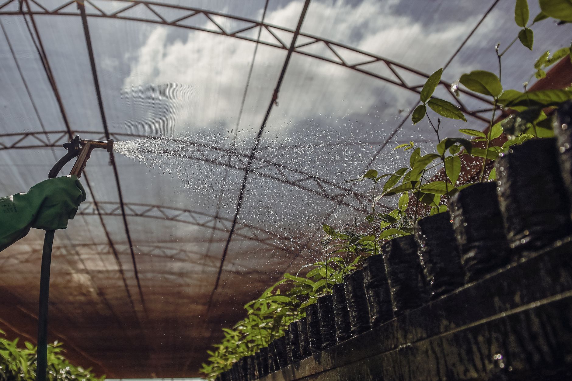 Comment réduire la consommation d'eau de son jardin sans compromettre sa santé ?