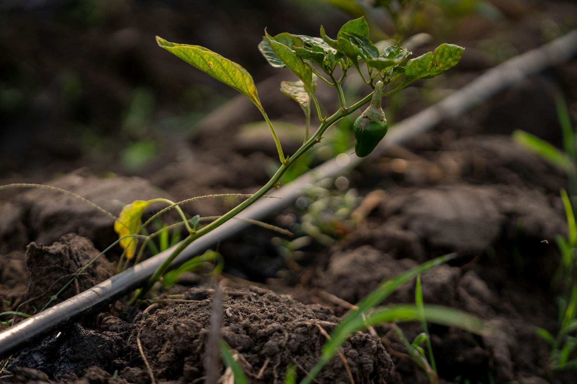 Comment vos restes de cuisine peuvent enrichir gratuitement votre jardin