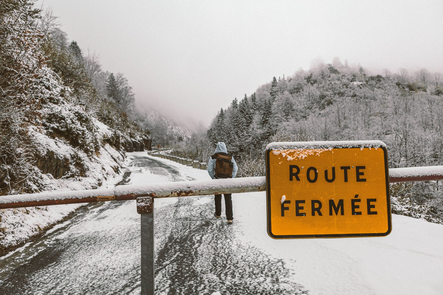 Basilic en hiver : astuces pour garder vos feuilles fraîches malgré le froid