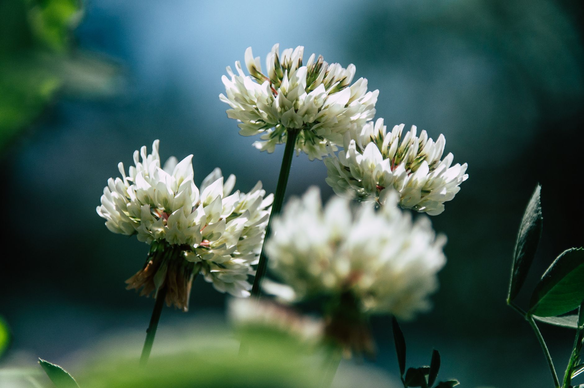 Le trèfle blanc nain révolutionne l'entretien de votre jardin