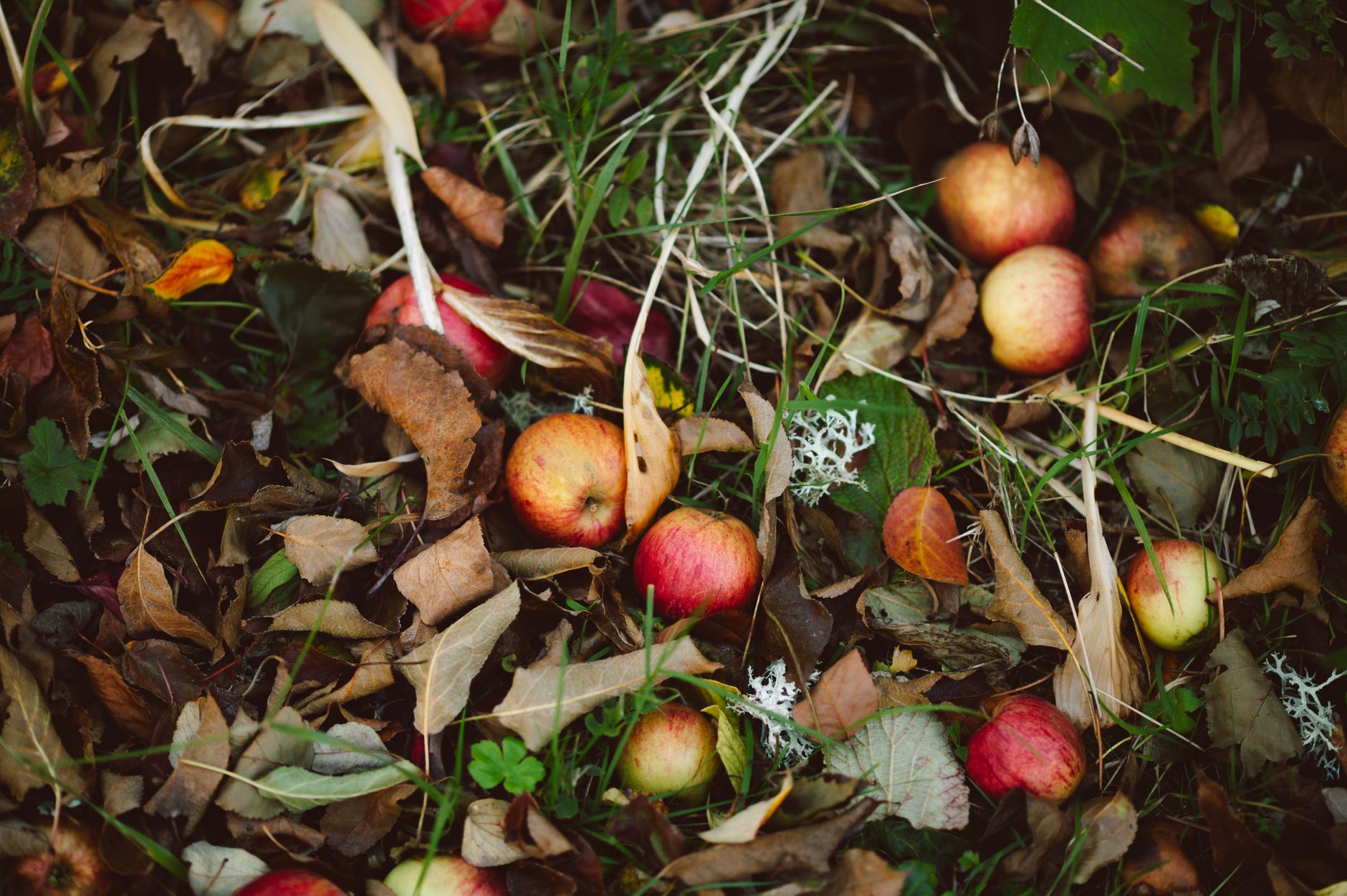 Ne jetez plus vos feuilles mortes : transformez-les en or pour votre jardin