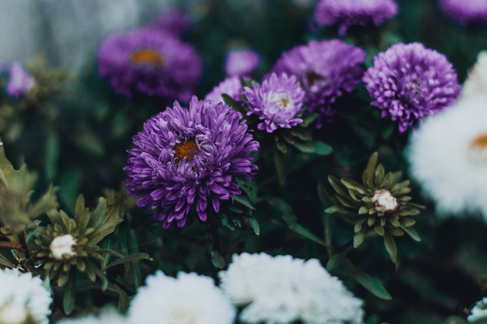 Prolongez la magie de votre jardin : 5 plantes à adopter pour un automne éclatant