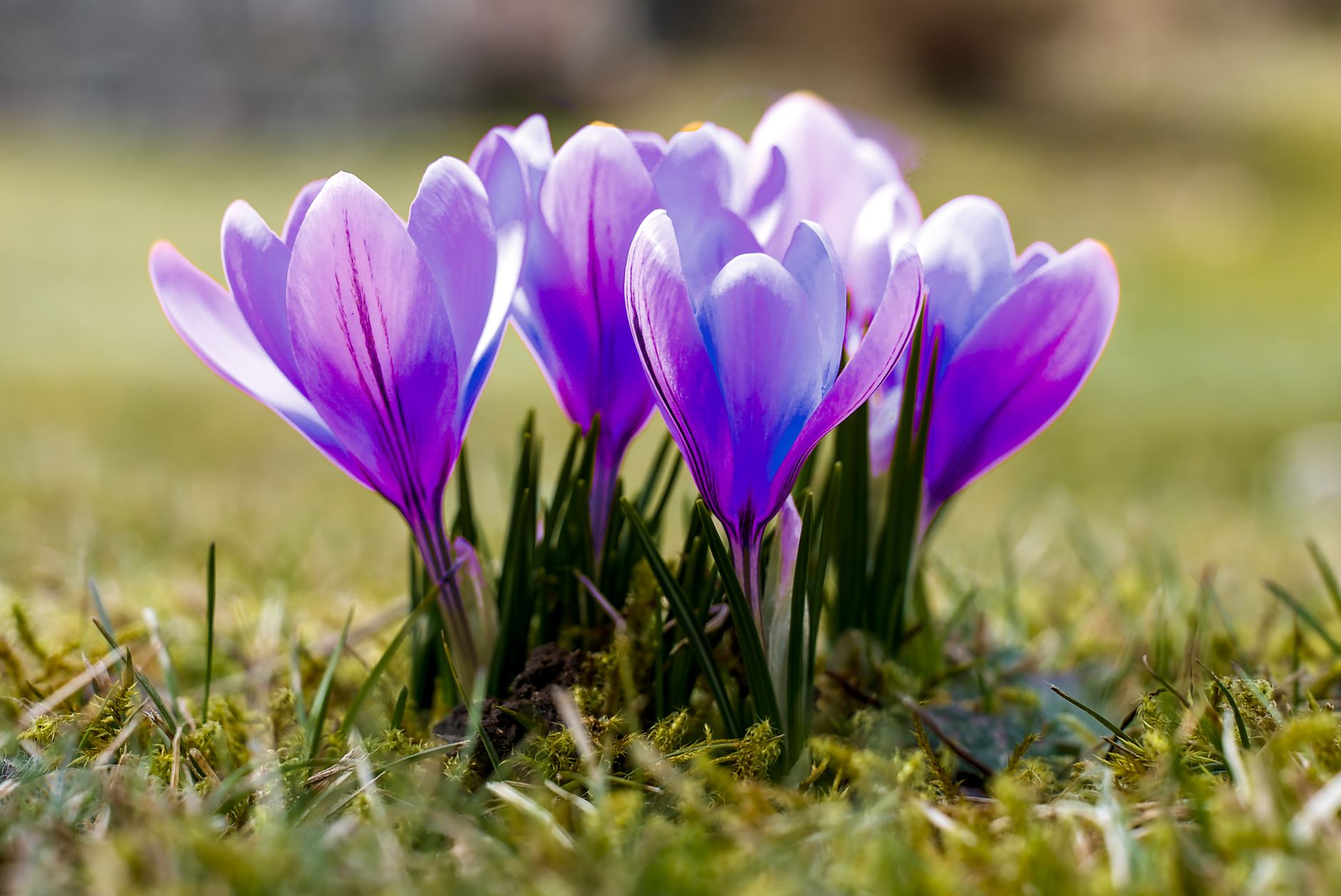 Pourquoi le crocus jaune d'automne est indispensable dès octobre ?