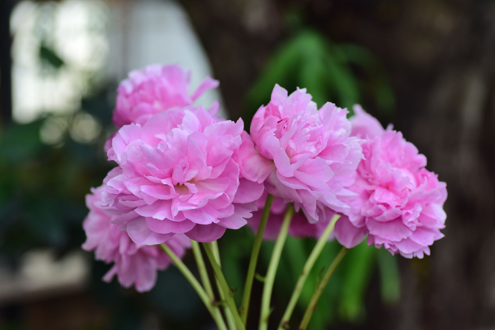 Diviser vos pivoines en automne : le secret d'un jardin florissant