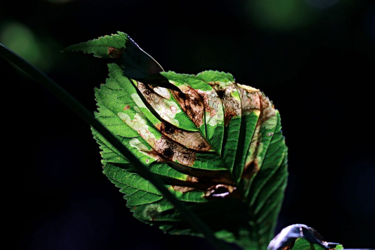 Signes courants de maladies foliaires : identifier les taches