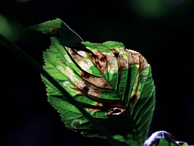 Signes courants de maladies foliaires : identifier les taches