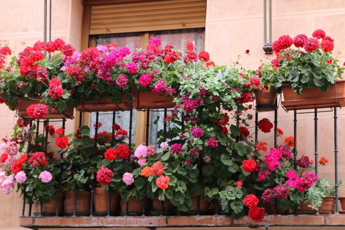 Meilleures plantes pour balcon en pots
