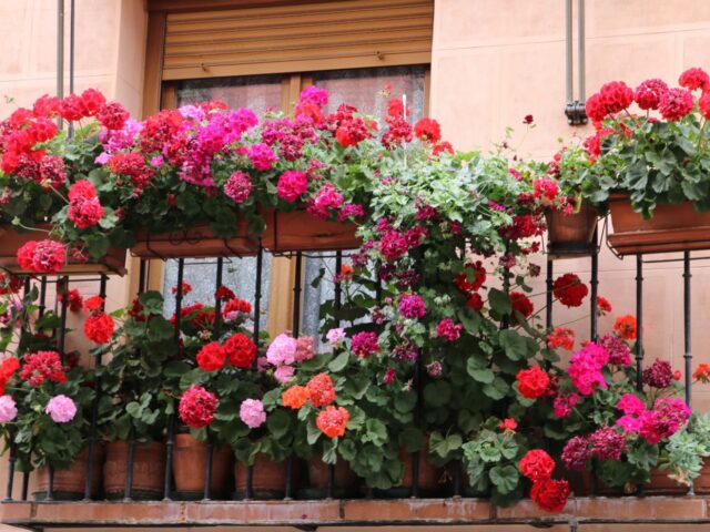 Meilleures plantes pour balcon en pots