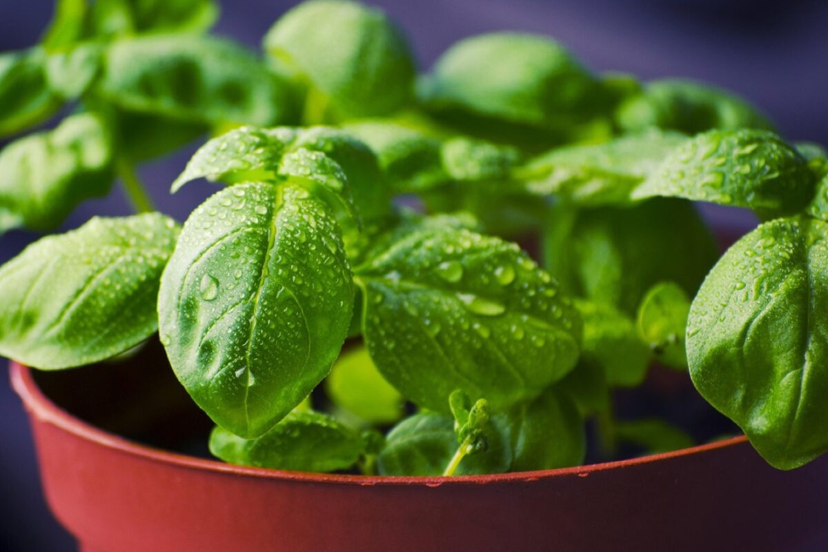 Meilleurs engrais organiques pour potager et plantes en pot