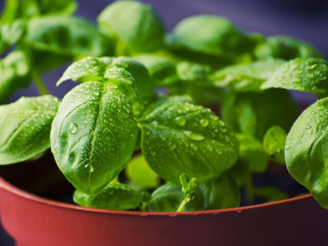 Meilleurs engrais organiques pour potager et plantes en pot