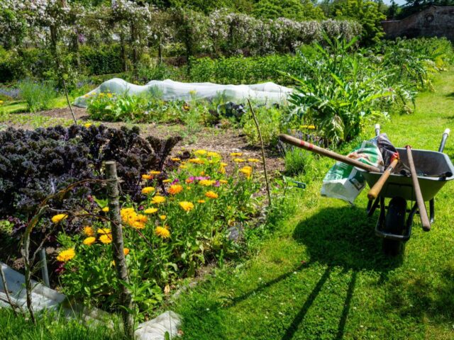 Outils essentiels pour un petit potager en ville