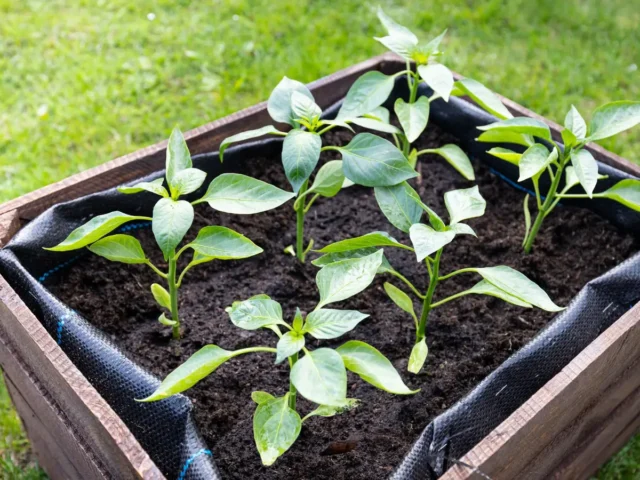 Construire un bac potager durable à moindre coût