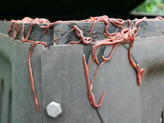 Compost sur un balcon : bac, déchets et étapes pour réussir