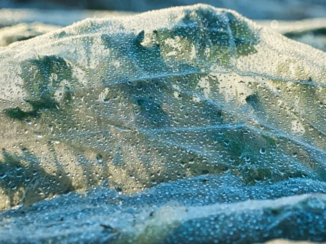 Protéger ses plantes du gel : rentrer, couvrir et pailler