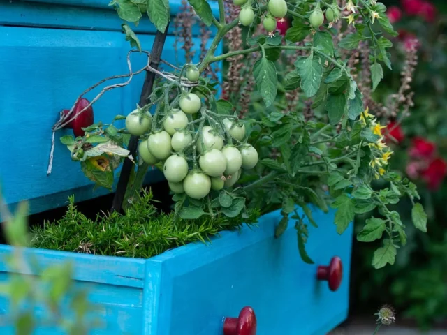 Planter des légumes en bac sur balcon : guide pratique