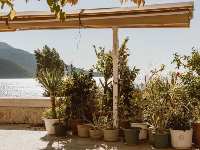 Meilleures plantes pour une terrasse ensoleillée