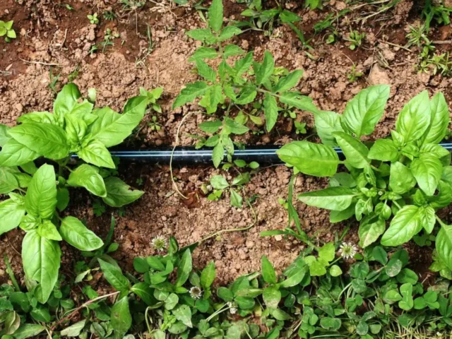 GARDENA Micro-Drip et Smart Watering pour balcon : notre avis