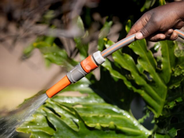 Comment réduire la consommation d’eau de son jardin sans compromettre sa santé ?