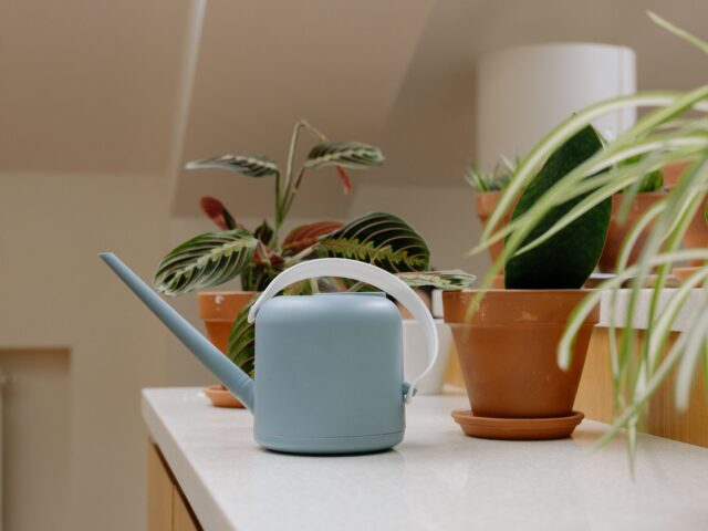 Guide pratique pour arroser vos plantes correctement