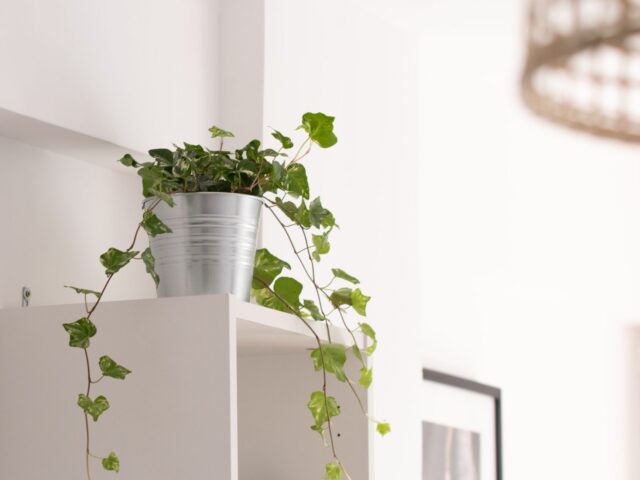 Plantes d’intérieur adaptées aux saisons
