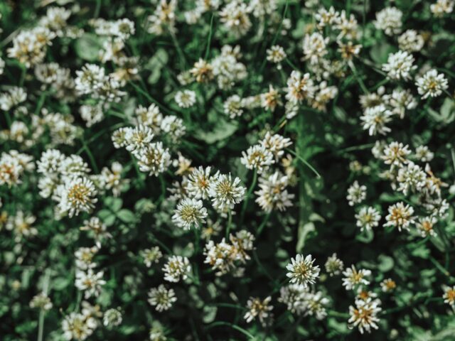 Le trèfle blanc nain révolutionne l’entretien de votre jardin