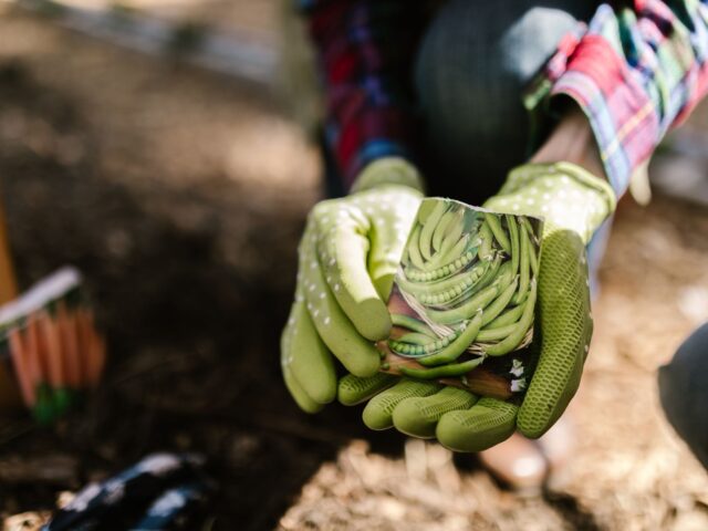 Où trouver des graines de qualité pour votre jardin ?