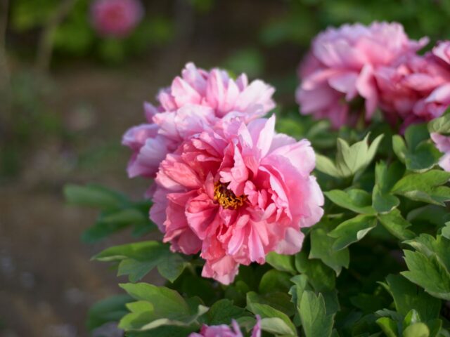 Diviser vos pivoines en automne : le secret d’un jardin florissant