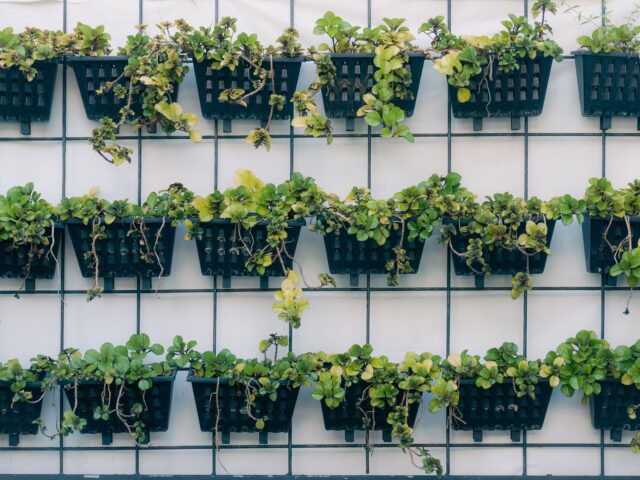 Créer un jardin vertical chez soi : guide pratique