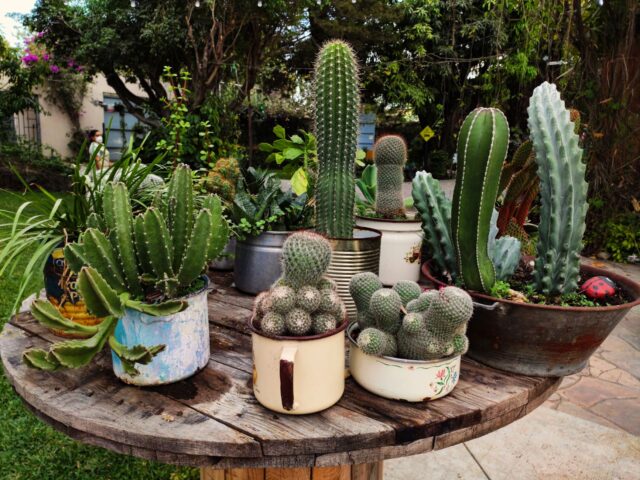 Guide pratique pour l’entretien des plantes succulentes