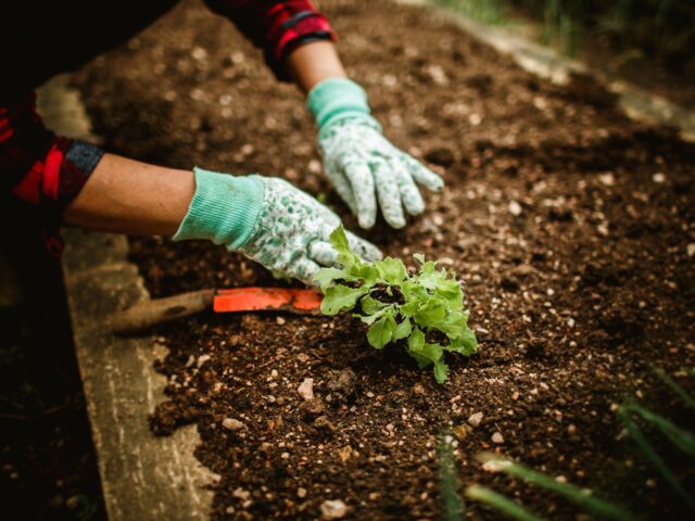 Quelles plantes privilégier pour un jardin sur sol calcaire ?