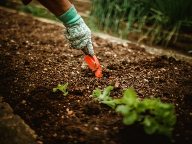 Dès le printemps, boostez la fertilité de votre potager avec ces astuces