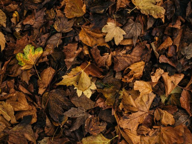 Ne jetez plus vos feuilles mortes : transformez-les en or pour votre jardin
