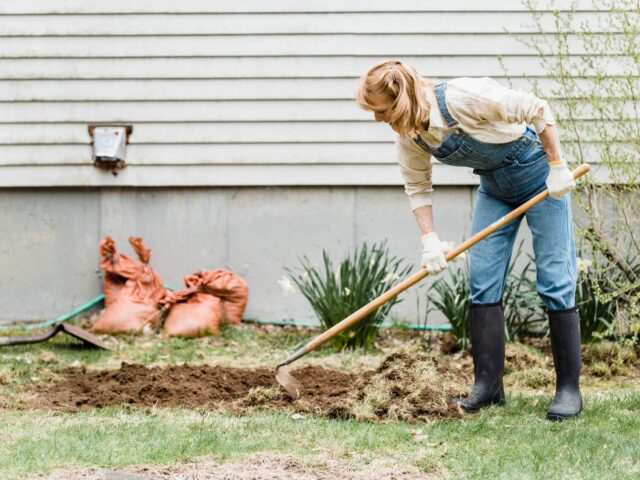 Comment maintenir la fertilité de votre carré potager après la récolte ?