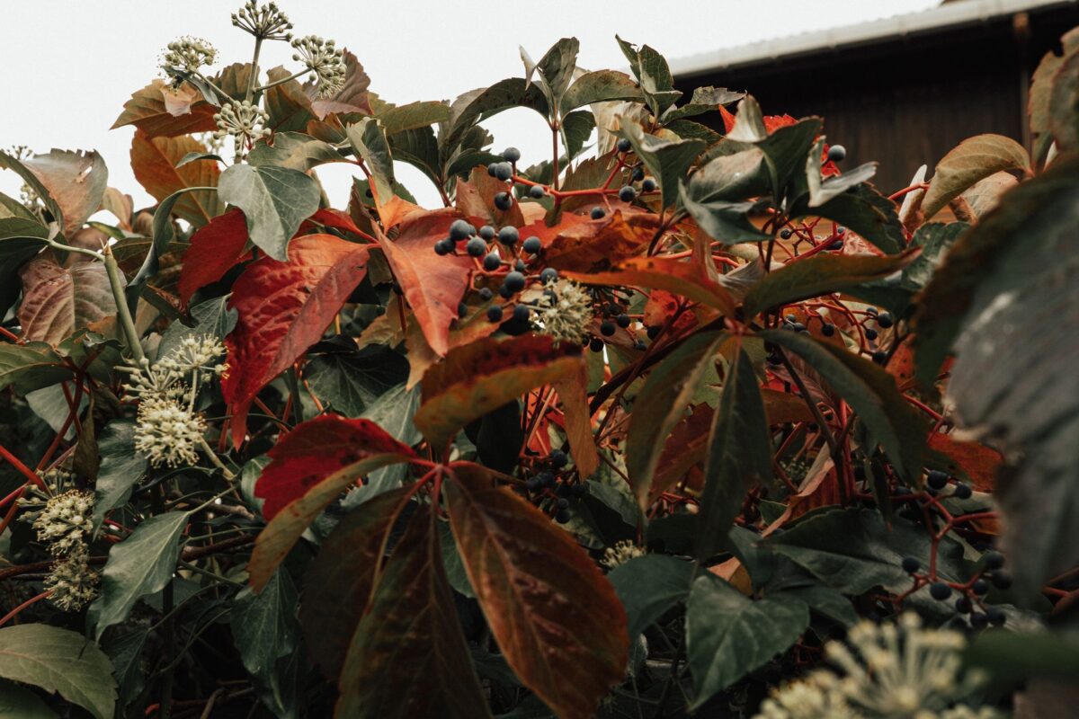 Prolongez la magie de votre jardin : 5 plantes à adopter pour un automne éclatant