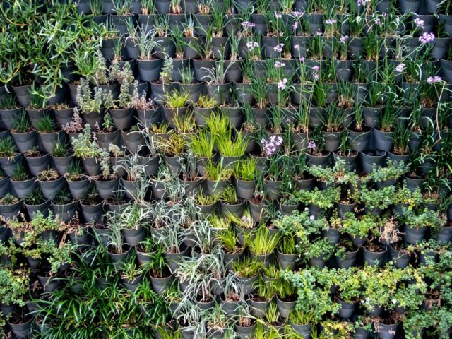 Transformez votre balcon en potager productif malgré l’espace limité