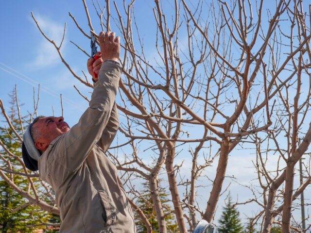 Techniques de taille des arbres fruitiers en septembre pour une meilleure récolte