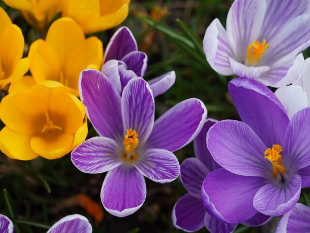 Pourquoi le crocus jaune d’automne est indispensable dès octobre ?