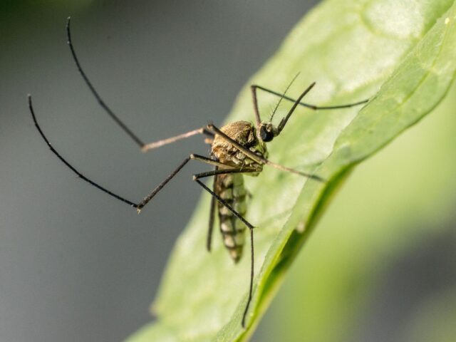 Comment se débarrasser des moustiques dans son jardin ?
