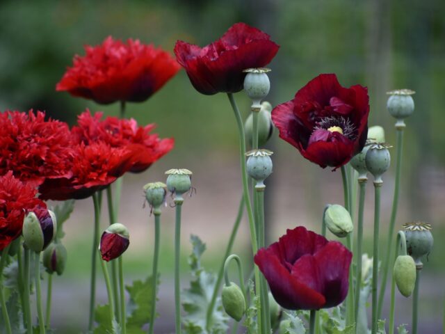 Comment réussir un semis fin août pour des fleurs dès le mois de mai ?